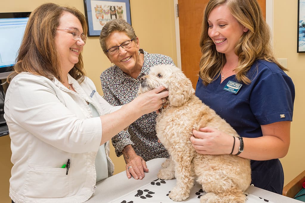 pet wellness exams are an important part of aiming to be the best vet in Raleigh.
