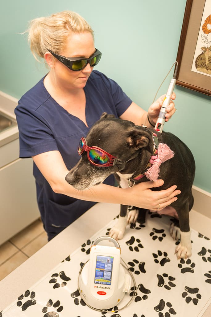 Arthritis pain and othe pain is managed easily with laser therapy like for this pit bull