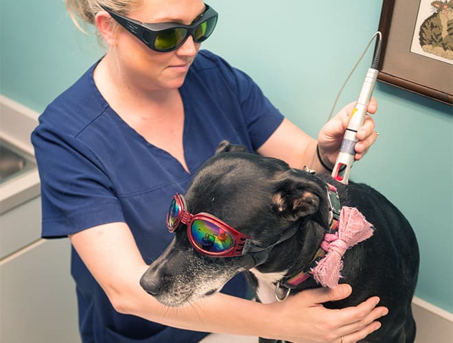 A vet tech treats a dog for arthritis pain and spondylosis with cold laser therapy in Raleigh, NC