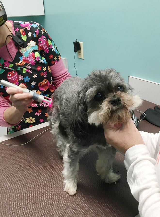 A little dog has great results reducing hip dysplasia pain with cold laser therapy
