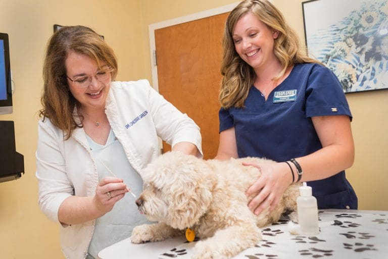 Chessie Green, DVM · Raleigh Veterinarian · Falls Village Vet Hospital