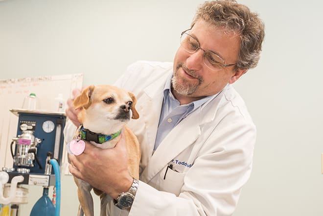 How to Choose the Best Vet in Raleigh for Your Pet · Falls Village Vet  Hospital