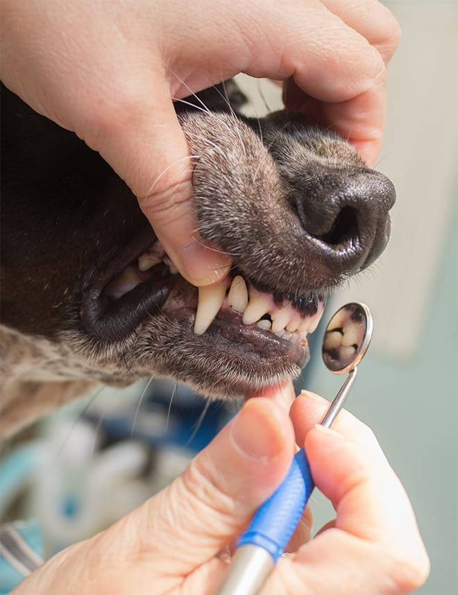 Dr. Chessie Green uses a dental mirror to inspect a dog's teeth and gums during a routine dental exam for pet dentistry.