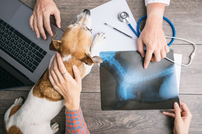 Raleigh Vet Dog Xrays Lab Work Diagnostics, Ultrasounds, and Blood Panels