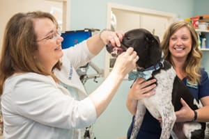 Vet Dentistry in Raleigh NC, Dr Chessie Green