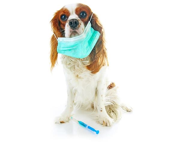 Cute dog wearing surgical mask like a veterinary surgeon.