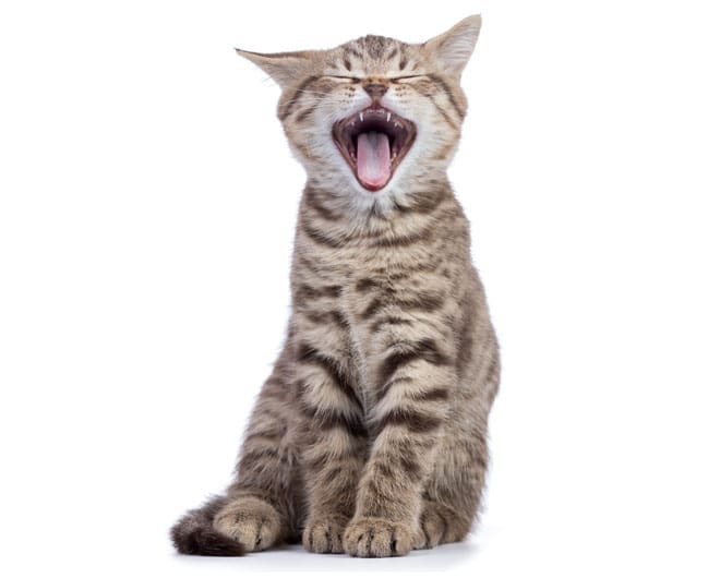 Cat yawning to show lots of healthy teeth Dog and cat dentistry in raleigh nc