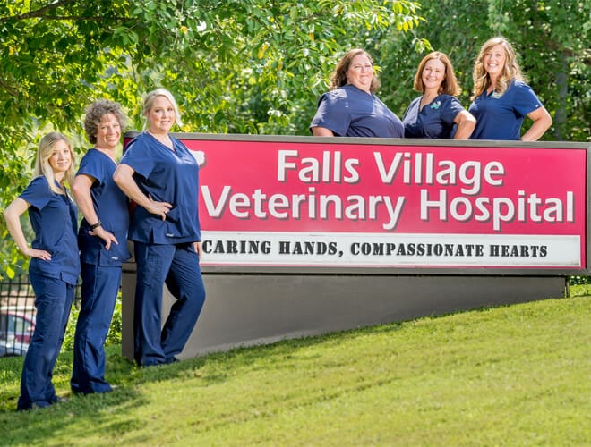 Raleigh Animal Hospital Reviews · Falls Village Vet Hospital