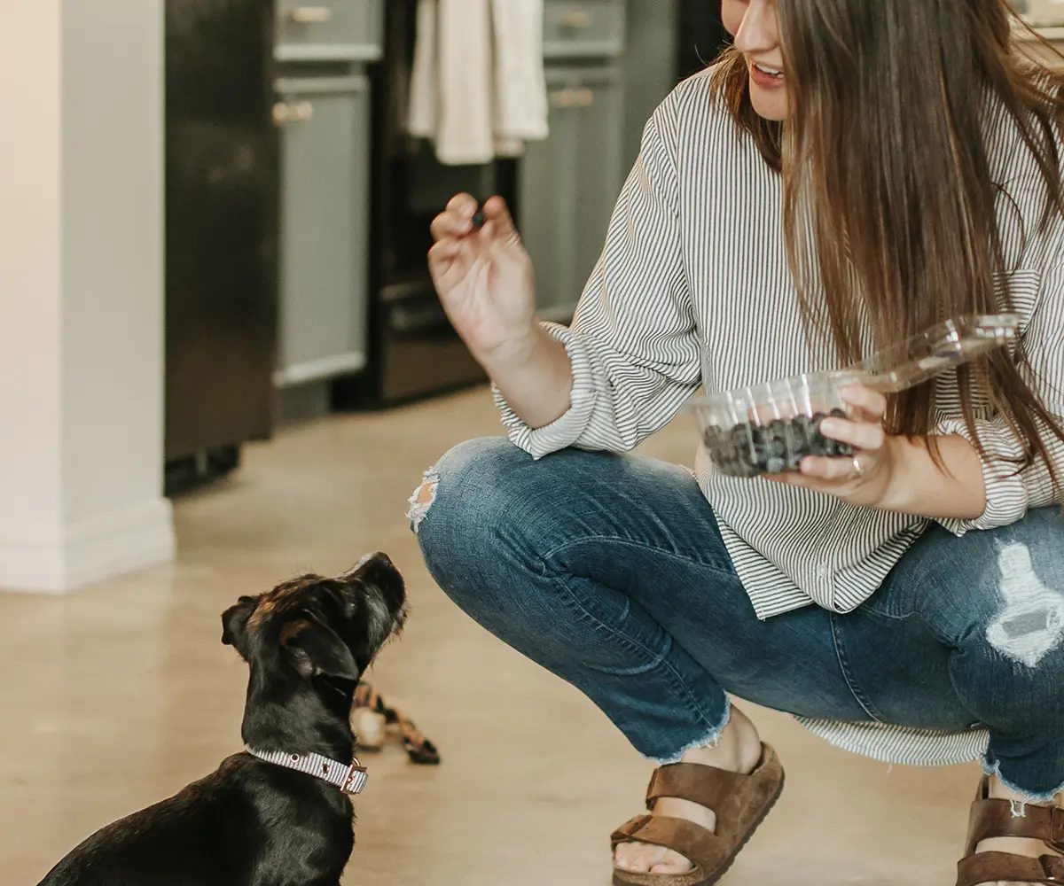 11 Healthy Natural Treats For Dogs In Your Kitchen Raleigh Vet