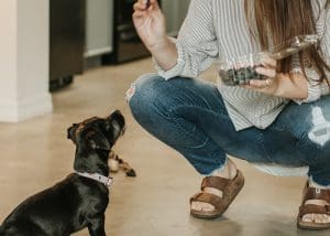 healthy dog treats, raleigh vet