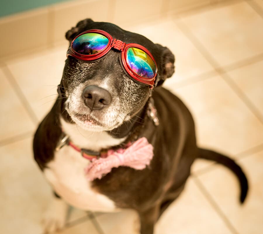 laser therapy, pet pain management