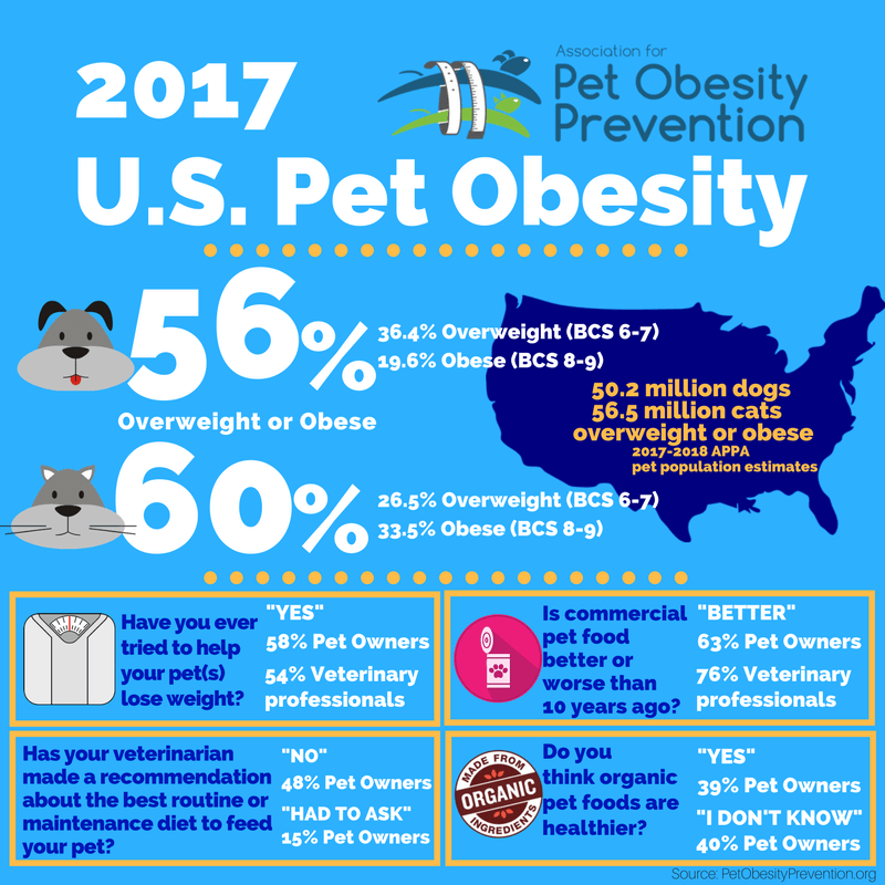 can-dogs-die-of-obesity