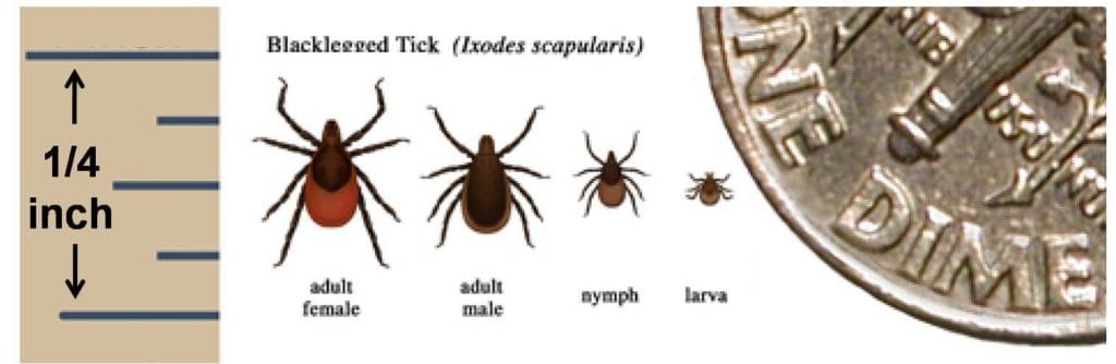 Lyme disease is transmitted by deer ticks.