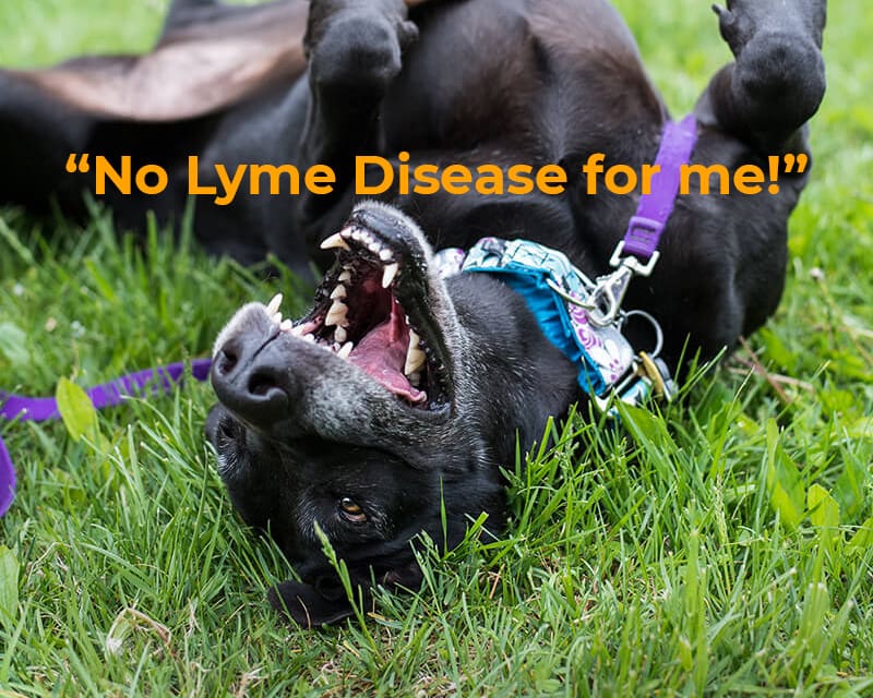 May is National Lyme Disease Awareness Month · Raleigh Vet