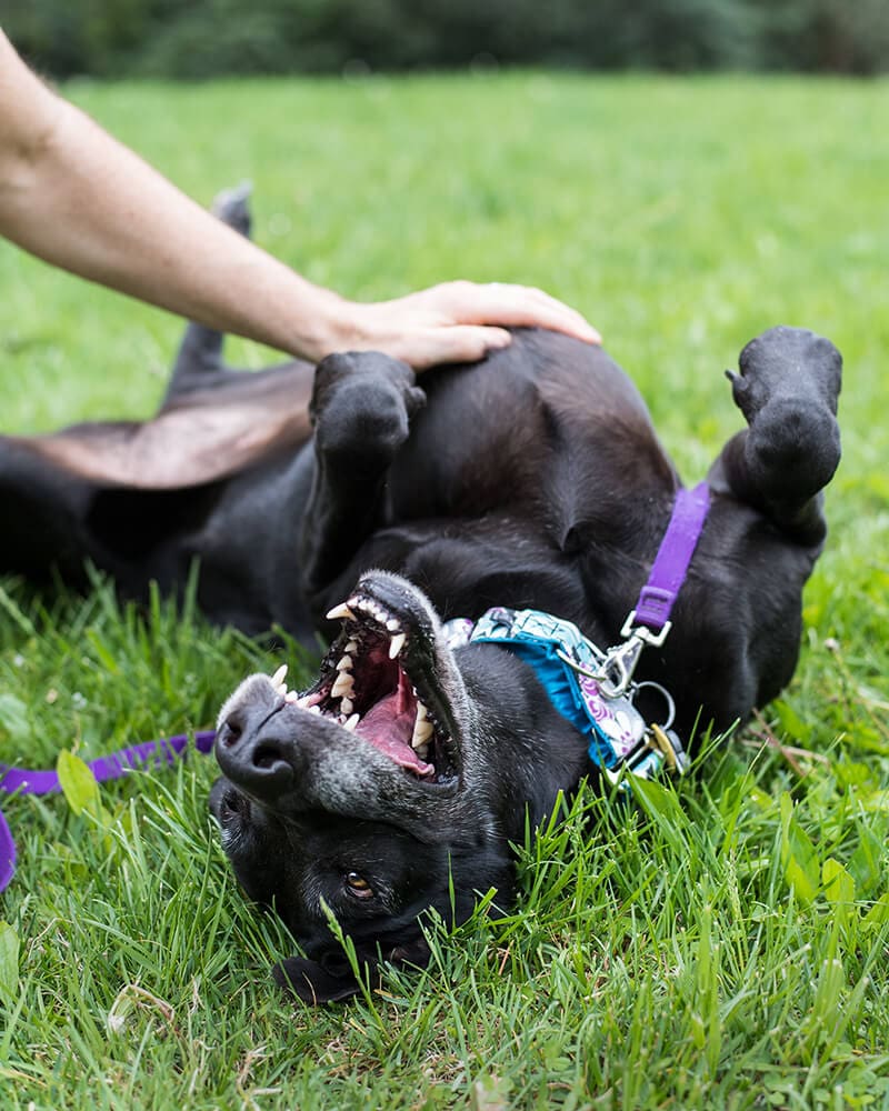 great dane happily plays in grass without fear or ticks or lyme disease!