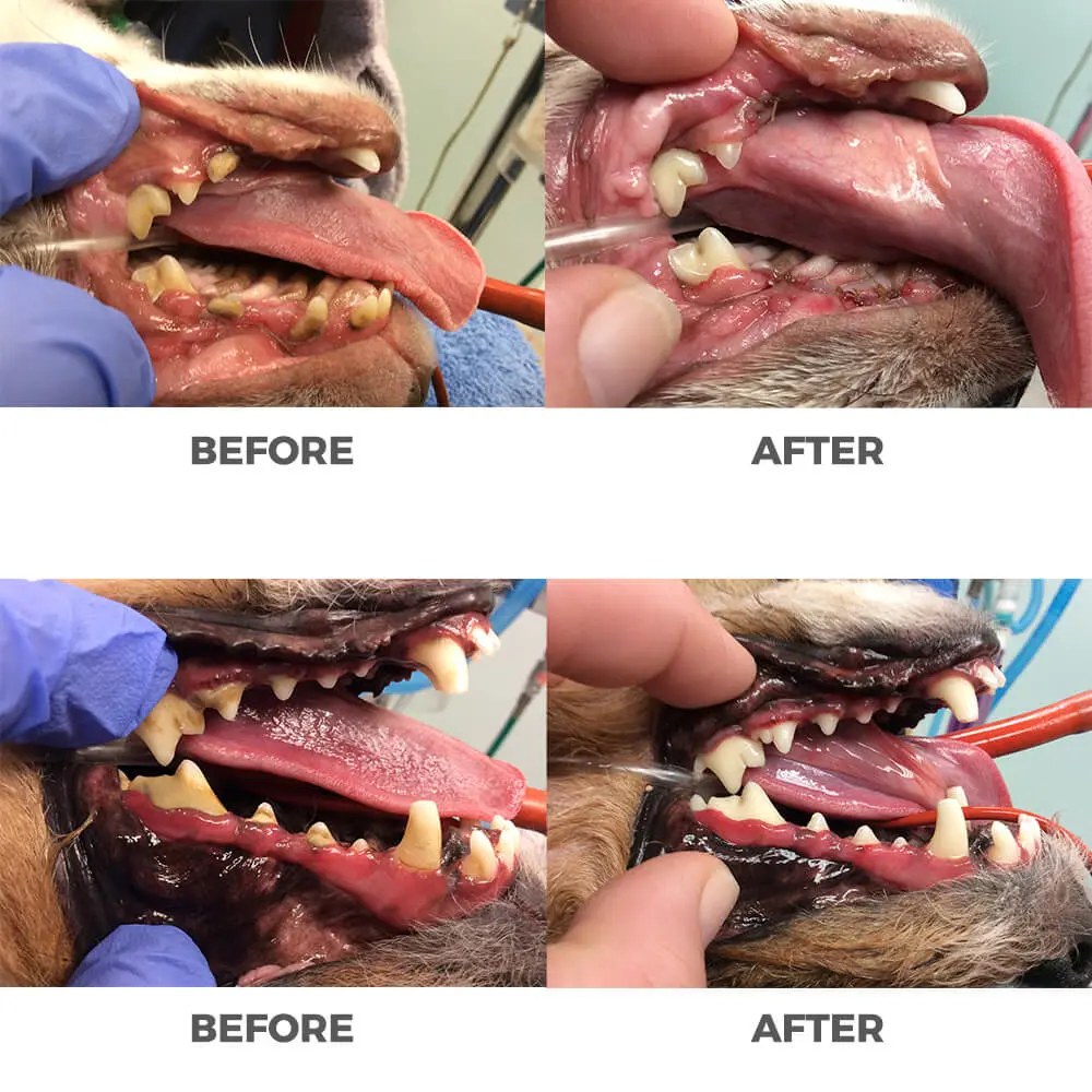 See before and after photos of two dog teeth cleaning dental procedures we performed recently.