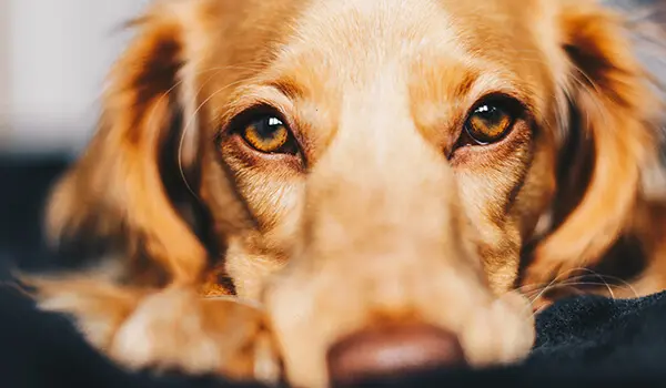 Puppy dog eyes have science to back why we love them.