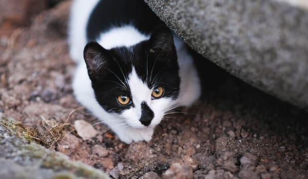 FIV weakens cats' immune systems.