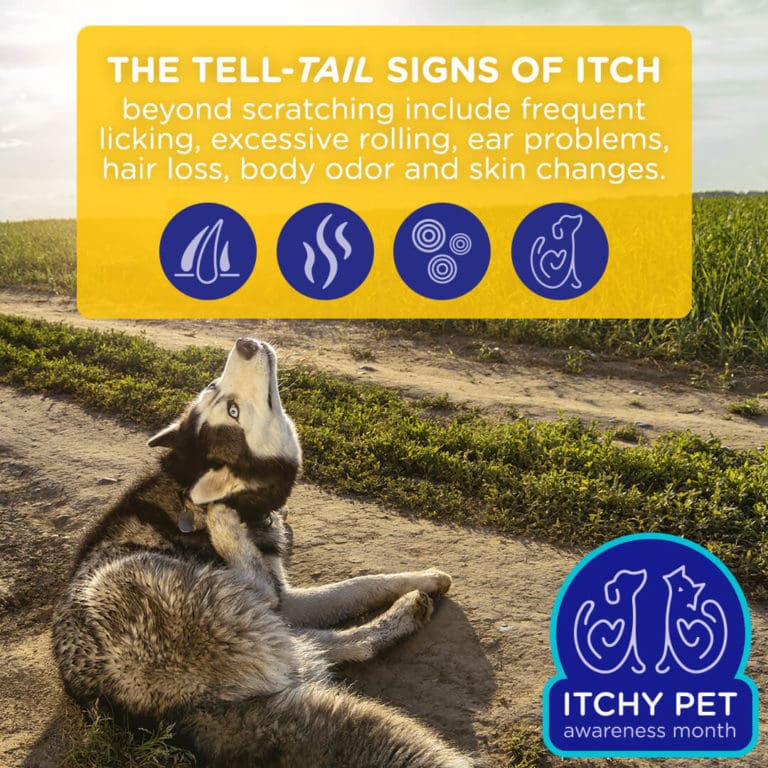 Itchy Pet Awareness Month is Here! · Raleigh Vet