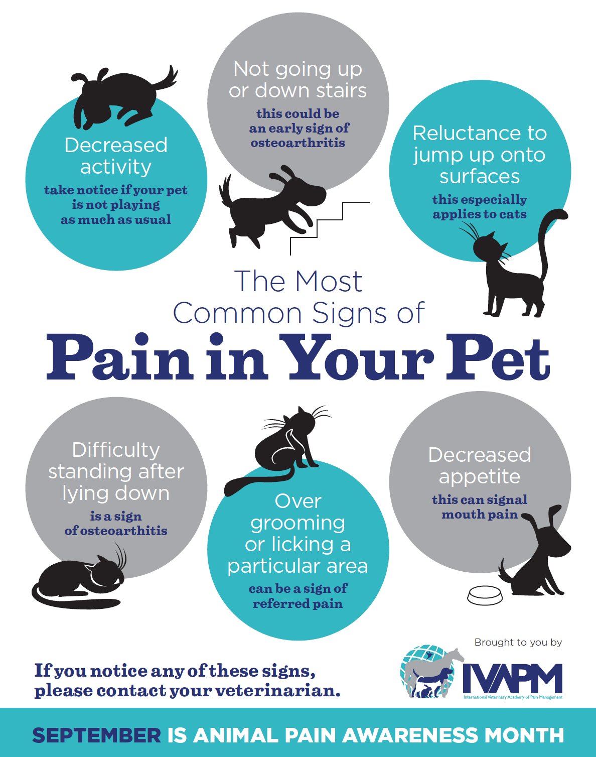 September is Animal Pain Awareness Month · Falls Village Vet