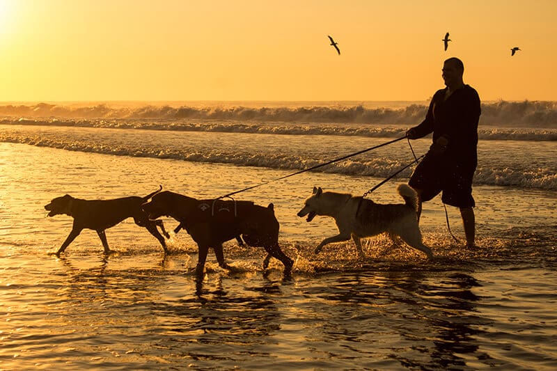 September is Animal Pain Awareness Month. These pups are glad to be exercising on the beach pain-free!