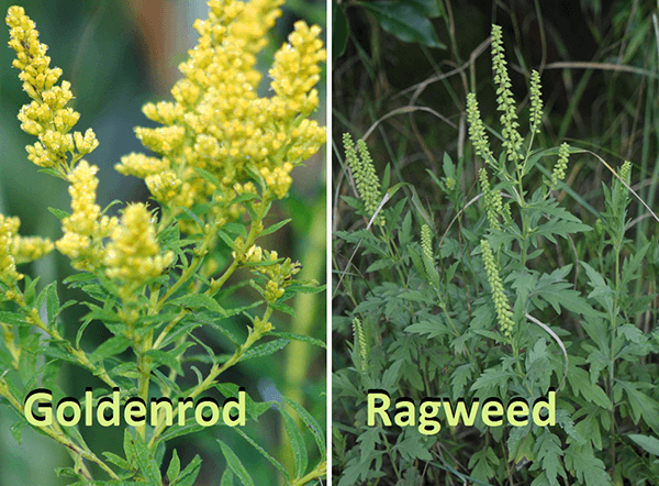 Ragweed is often confused with goldenrod when being blamed for dog allergies.