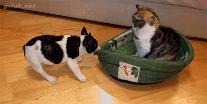 Video of cat and french bulldog to help you procrastinate productively.