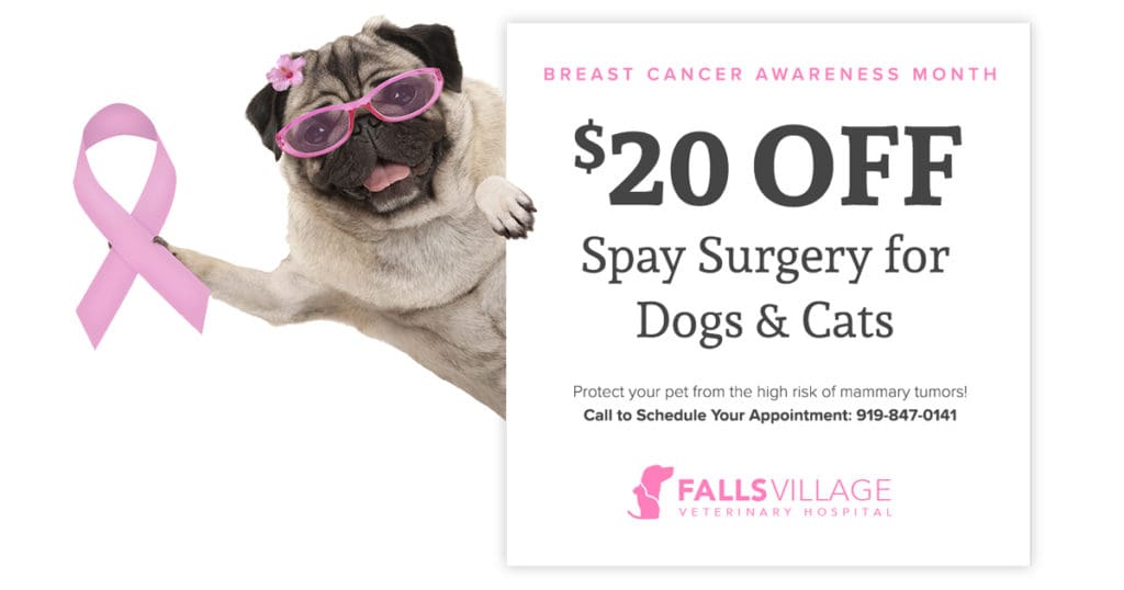Save $20 for low cost spay or affordable spay discount at Falls Village Vet Hospital.