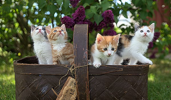 A basket of calico and orange tabby kittens learning about their X chromosomes.