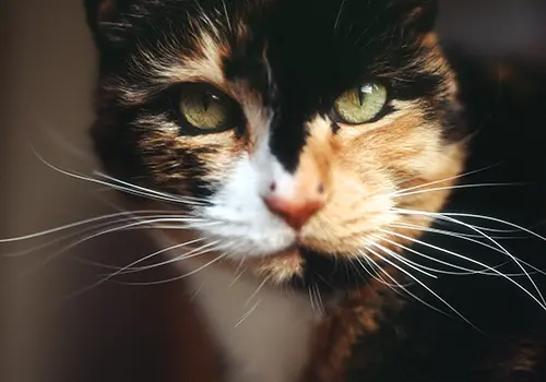Calico cat contemplates her X chromosomes.
