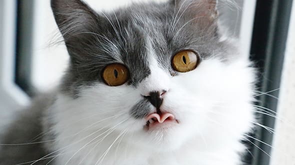 Learn about thyroid disease in cats!