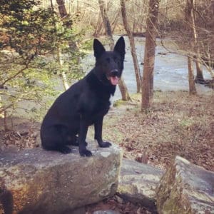 K9 Martin enjoys the Raleigh outdoors safely by staying current on tick prevention.