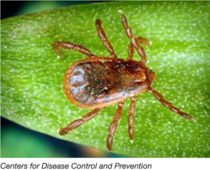 Brown dog tick which is responsible for spreading ehrlichiosis and rocky mountain spotted fever in the South, including Raleigh, NC.