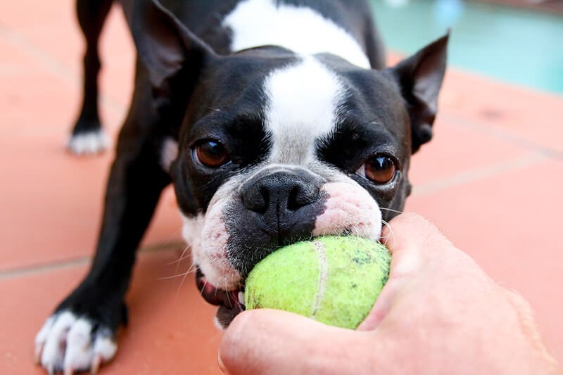 canine fitness month during covid-19 stay at home orders can still mean plenty of exercise, like this boston terrier playing fetch