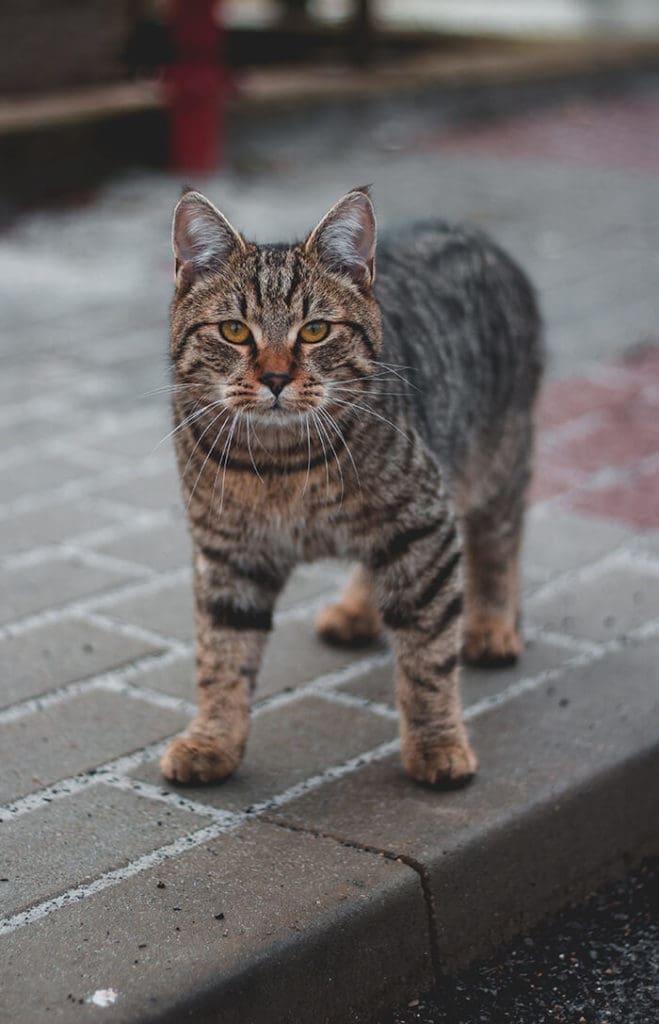Outdoor cats study find they cross roads 4.5 times per week.