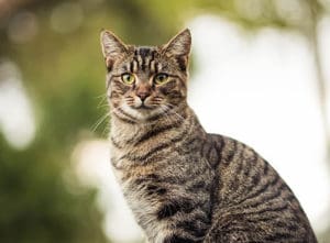 Outdoor cats kill an estimated 126 wild animals each year in their own neighborhoods.