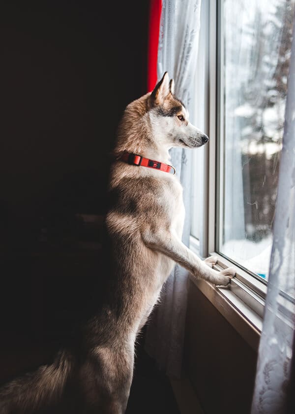 Dog with separation anxiety puts front feel on window, looking out for owner.