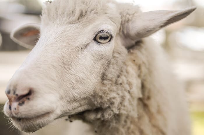 Sheep as prey animal demonstrates horizontal pupils.