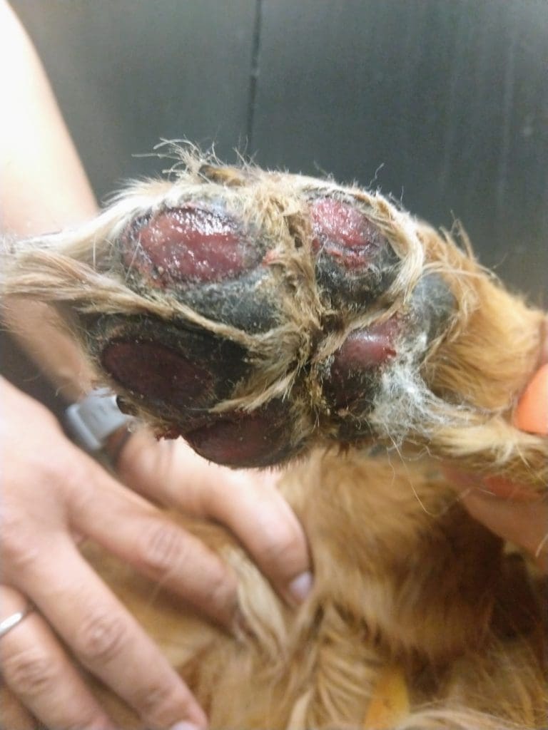 Significant burns on paw pads of a dog's foot from hot pavement.