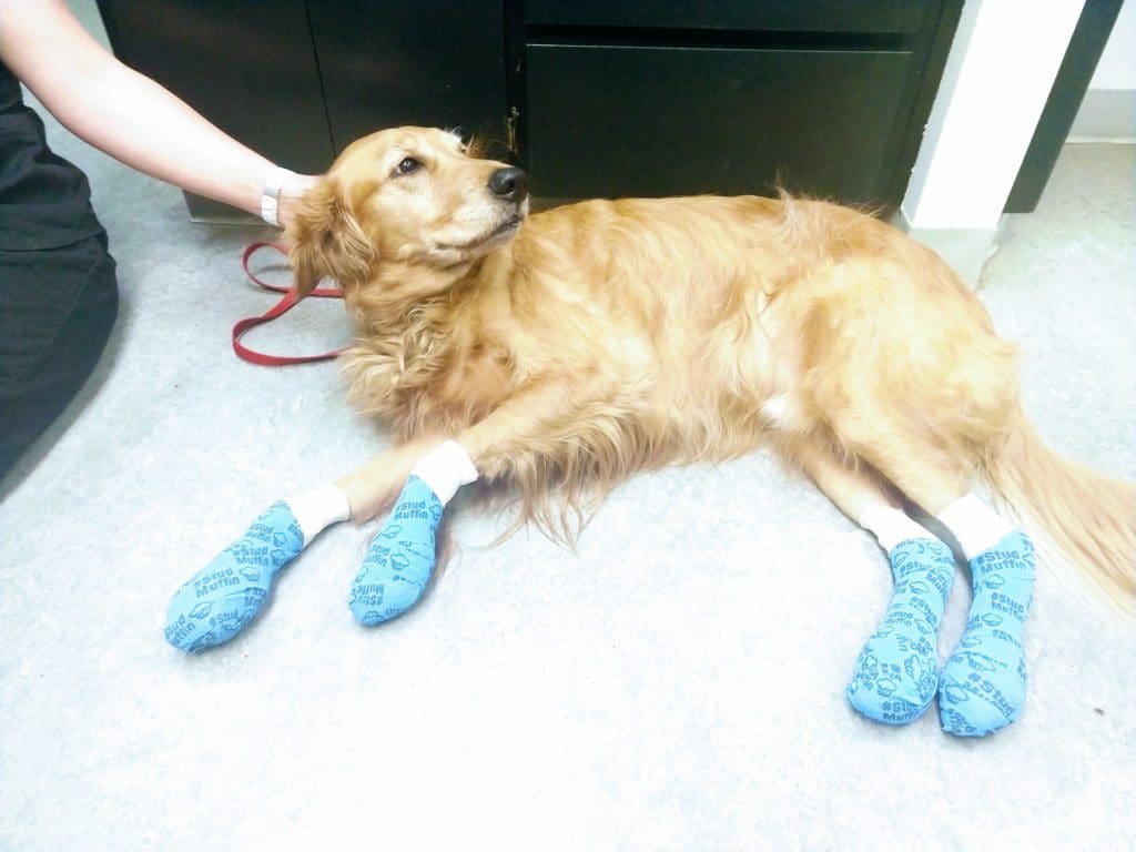 Is Summer Pavement Too Hot for Dogs' Paws? · Falls Village Vet Hospital
