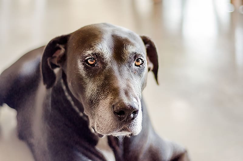 Cancer is common in older dogs.