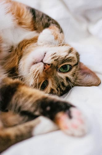 Cat with seasonal allergies can only have certain medications safely.