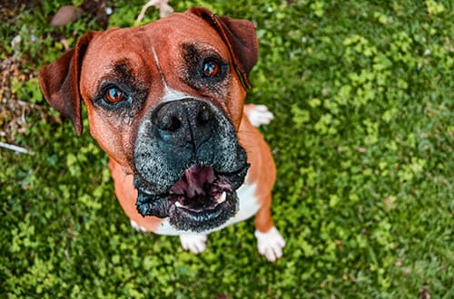 Boxers are among the breeds most likely to develop DCM.