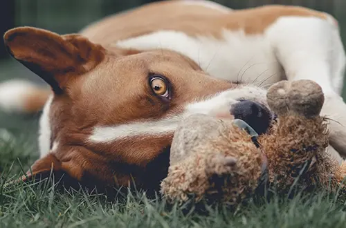 Dog playing with stuffed toy, but stuffings are commonly swallowed foreign objects in dogs.