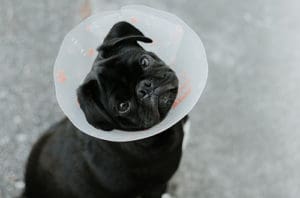 A pug wearing ecollar after surgery partially paid by pet insurance.