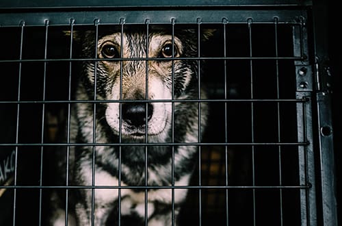 Sad Shelter Dog in a cage or kennel waiting to be adopted.