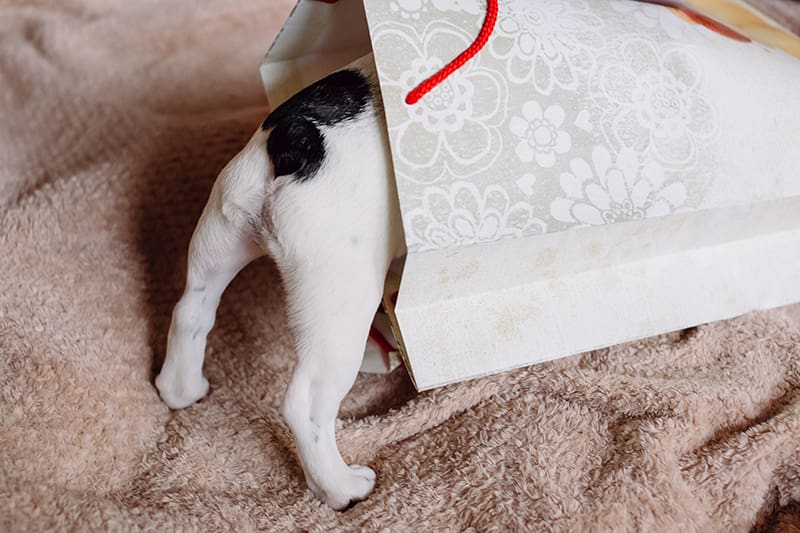 Dog looking for dog gift in gift bag