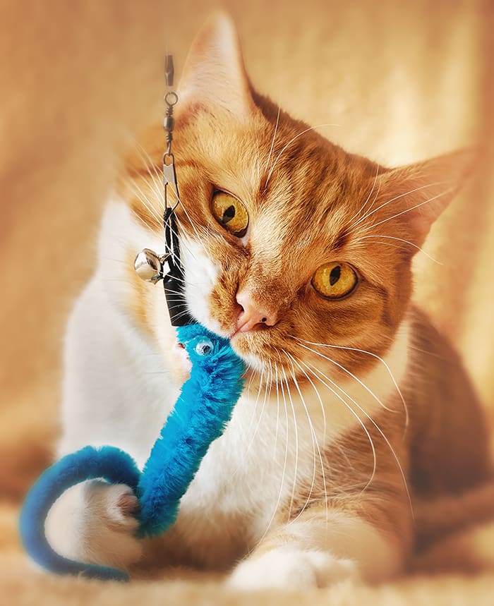 Orange cat enjoys his gift of a cat toy
