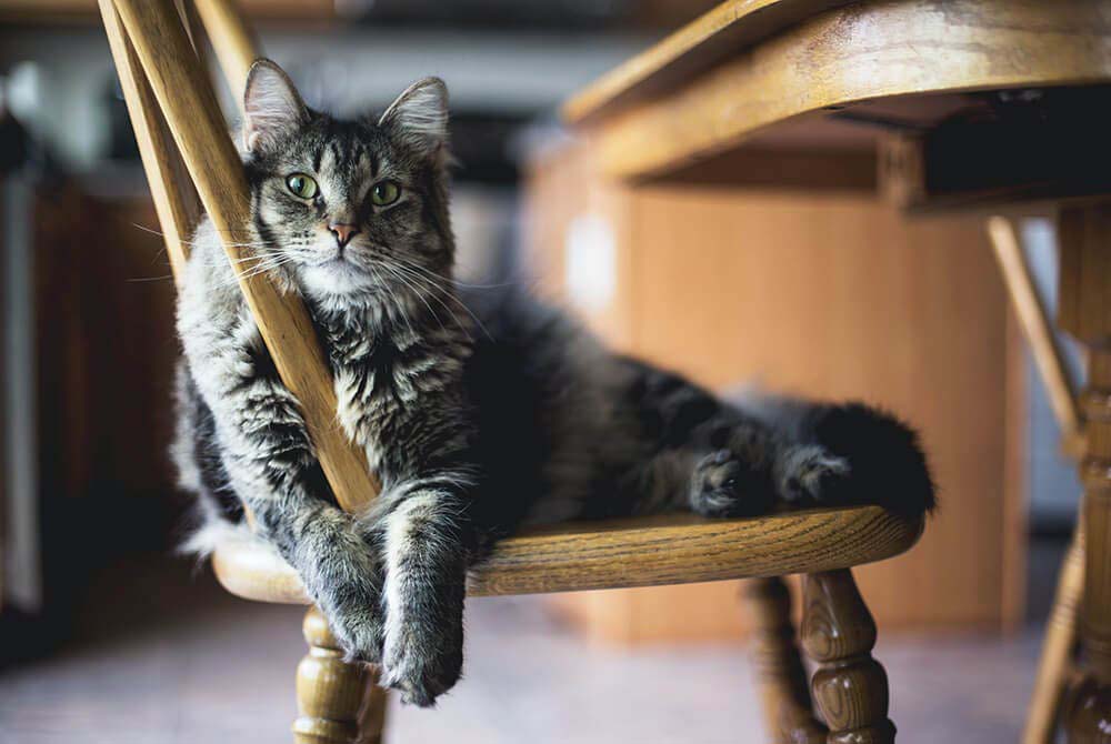 alternatives-to-giving-pills-to-cats-falls-village-vet-hospital