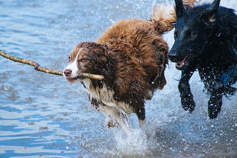 dogs playing in water at a dog park